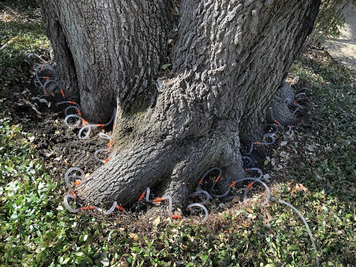 Detailed Shrub and Hedge Trimming job site in Llano