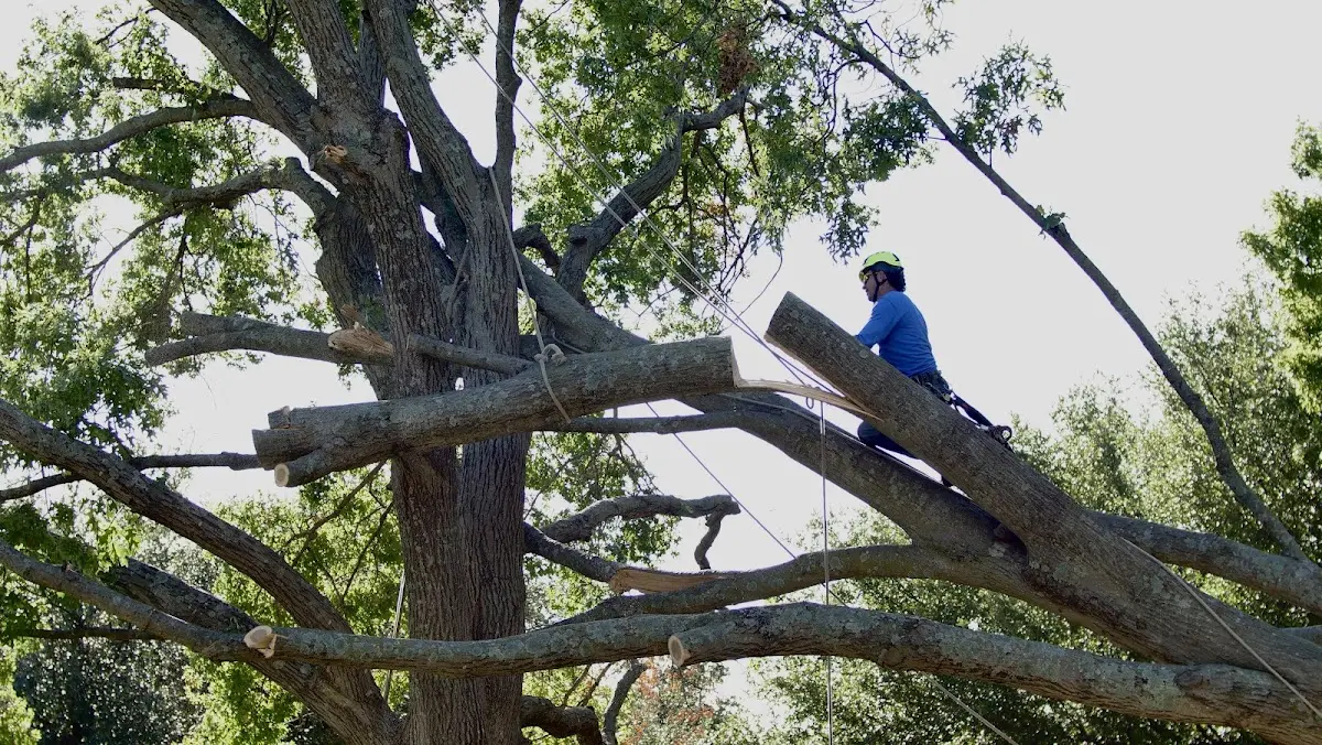 Professional Hazardous Tree Removal performed by certified arborists in Llano