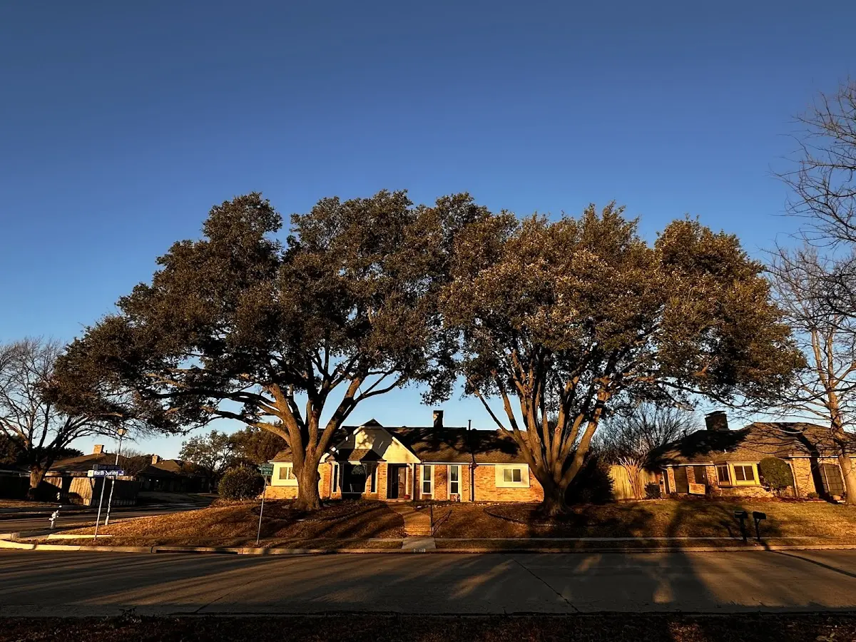 Established residential canopy tree shading a home in Llano