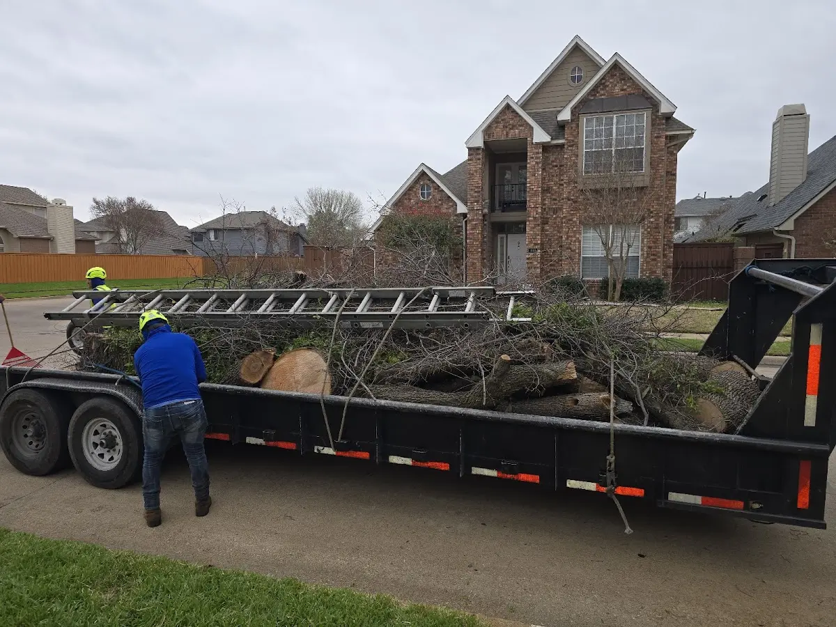 Expert Tree Pest Control with proper safety equipment in Llano